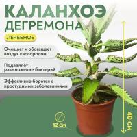 Каланхоэ лечебное (40 см)