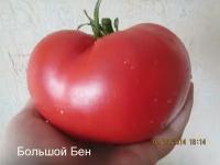 Коллекционные семена томата Большой Бен Сердцевидный
