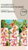 Гладиолус крупноцветковый Присцилла, луковицы многолетних цветов