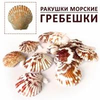 Ракушки морские гребешки для декора размер 3-5 см, набор ракушек 100 гр