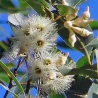 Семена Орешка Эвкалипт красный лесной, Eucalyptus tereticornis 500 шт