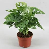 Монстера косая "Адансона" (Monstera obliqua "Adansonii") D9см