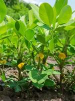 Семена Арахис земляной орех (Arachis hypogaea), 10 штук