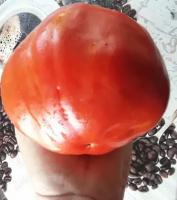 Коллекционные семена томата Тётя Маша