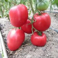 Коллекционные семена томата Бабушкино бычье сердце