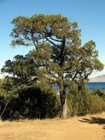 Семена Можжевельник высокий (Juniperus excelsa), 15 штук