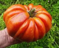 Коллекционные семена томата Гигант Фарина