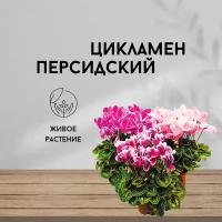 Цикламен персидский, живое комнатное цветущее растение, высота 25-30 см, 1 шт