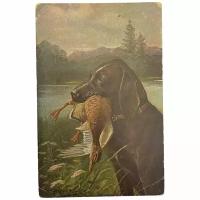 Почтовая открытка "Охотничья собака с уткой" 1900-1917 гг. Российская Империя