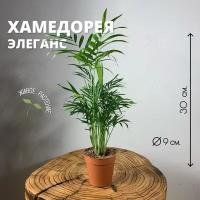 Хамедорея Элеганс h-30, d-9 / хамедорея, 1 шт, Plants Bel House, пальма, хамедорея изящная