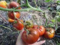 Коллекционные семена томата Бабушкино тепло