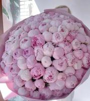 Большой букет из розовых пионов "Сара Бернар" 101 шт