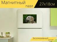 Магнитный пазл "Собака, золотистый ретривер, ретривер" на холодильник 27 x 18 см