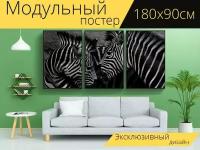 Модульный постер "Зебра, черно белое изображение, дикой природы" 180 x 90 см. для интерьера