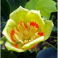 Лириодендрон (Liriodendron tulipifera)семена