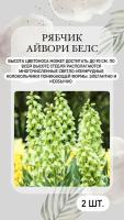 Рябчик Айвори Белс, луковичные цветы