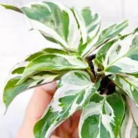 Калатея Вайт Фьюжин (Calathea White Fusion) D6см