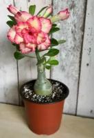 Адениум Тучный Мармеладница, Роза пустыни, очаровательный экзотический суккулент со стволом в форме бутылки можно выращивать как комнатное, 3 шт семян