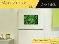 Магнитный пазл "Салат, листья салата, латук" на холодильник 27 x 18 см