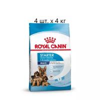 ROYAL CANIN MAXI STARTER для щенков крупных пород до 2 месяцев, беременных и кормящих сук (4 кг х 4 шт)