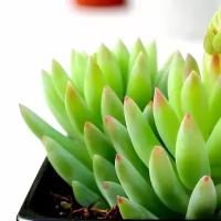 Седум Моргана Магнум (Sedum Morganianum Magnum) D5см