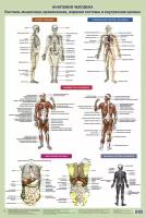 Анатомия человека. Костная, мышечная, кровеносная системы и внутренние органы Самусев Р. П