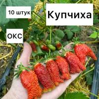 Клубника купчиха 10 штук