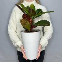 Комнатное растение кротон (кодиеум)