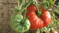 Коллекционные семена томата Санта Лючия
