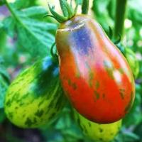 Коллекционные семена томата Гном Морские Колокола