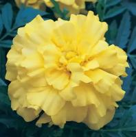 Бархатцы (Тагетес прямостоячий отклоненный) F1 Триплоид Зенит Лимонно-Желтый, славятся обильнейшим цветением с огромным количеством соцветий, 5 семян