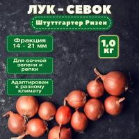 Лук-севок "Штуттгартер Ризен" (1 кг): сорт ранний, неприхотливый (66-73 дня от посадки до полегания пера)