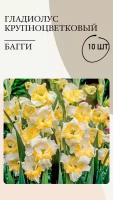 Гладиолус крупноцветковый Багги, луковицы многолетних цветов