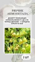 Рябчик Акмопетала, луковичные цветы