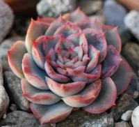 Эхеверия Мистери (Echeveria Mystery) D5см