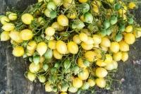 Коллекционные семена томата Сумашедшие вишни Барри
