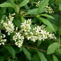 Бирючина обыкновенная (лат. Ligustrum vulgare) семена 50шт + подарочек