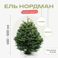 Датская ёлка в горшке Пихта Нордмана 4.5 - 5 м