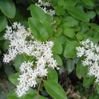 Семена Орешка Бирючина японская, Ligustrum Japonicum 30 шт