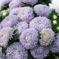 Астра Леди Корал светло-голубая, мощная со множеством плотно-махровых цветов, 30 семян