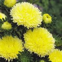 Астра Баллюн желтая, самый высокий индекс махровости, соцветия не подвержены проникновению дождя, 35 семян