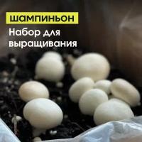 Набор для выращивания Шампиньонов. Домашняя грибница