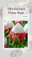 Тюльпаны Пинк Бери, луковицы многолетних цветов