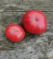 Коллекционные семена томата Гном Большая Удача