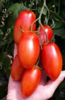 Коллекционные семена томата Дамский Угодник