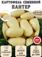 Клубни картофеля на посадку Пантер (суперэлита) 2,5 кг Ранний