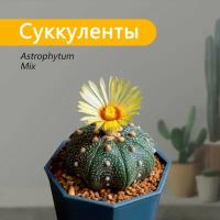 Семена Экватория Суккулент Астрофитум Астериас Mix