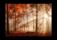 Картина на холсте | Diva Kartina | Природа. Осенний лес в лучах солнца | 80X56 см | Интерьерный постер