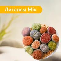 Семена Экватория Литопс Цветочный Mix Живые камни