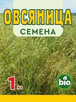 Газонная трава овсяница луговая. семена цветов 1 кг